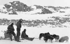 collecting_penguins.jpg (86977 bytes)